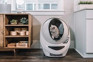 Pet-Friendly Apartment Living Tips